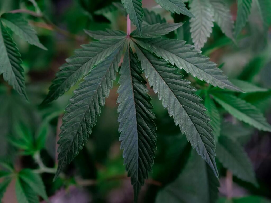 Fulfillment, Customization, and Warehousing in THCA Packaging