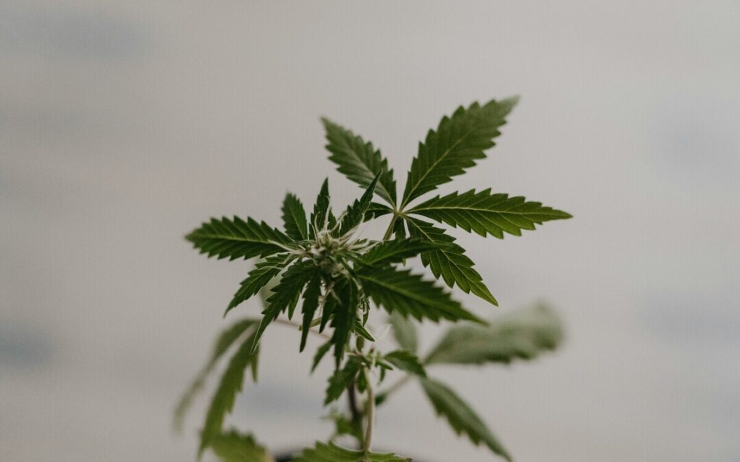 Cannabis Packaging Design Requirements: How to Create Compliant and Marketable Packages